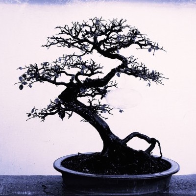 bonsai venture capital