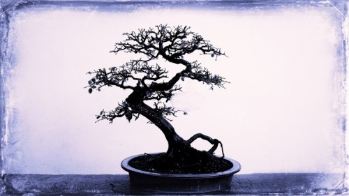 bonsai venture capital